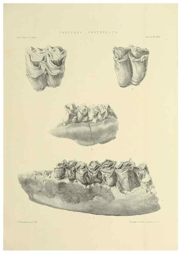 Reproducción/Reproduction 49498547036: Indian Tertiary and post Tertiary Vertebrata.. Calcutta :Geological Survey Office [etc., etc.],1874-1902.. 