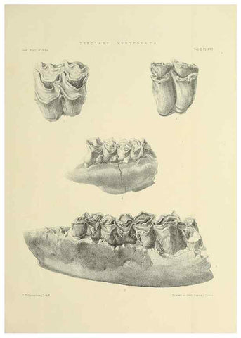 Reproducción/Reproduction 49498547036: Indian Tertiary and post Tertiary Vertebrata.. Calcutta :Geological Survey Office [etc., etc.],1874-1902.. 