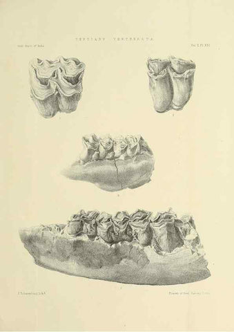 Reproducción/Reproduction 49498547036: Indian Tertiary and post Tertiary Vertebrata.. Calcutta :Geological Survey Office [etc., etc.],1874-1902.. 