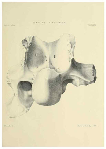 Reproducción/Reproduction 49498772892: Indian Tertiary and post Tertiary Vertebrata.. Calcutta :Geological Survey Office [etc., etc.],1874-1902.. 