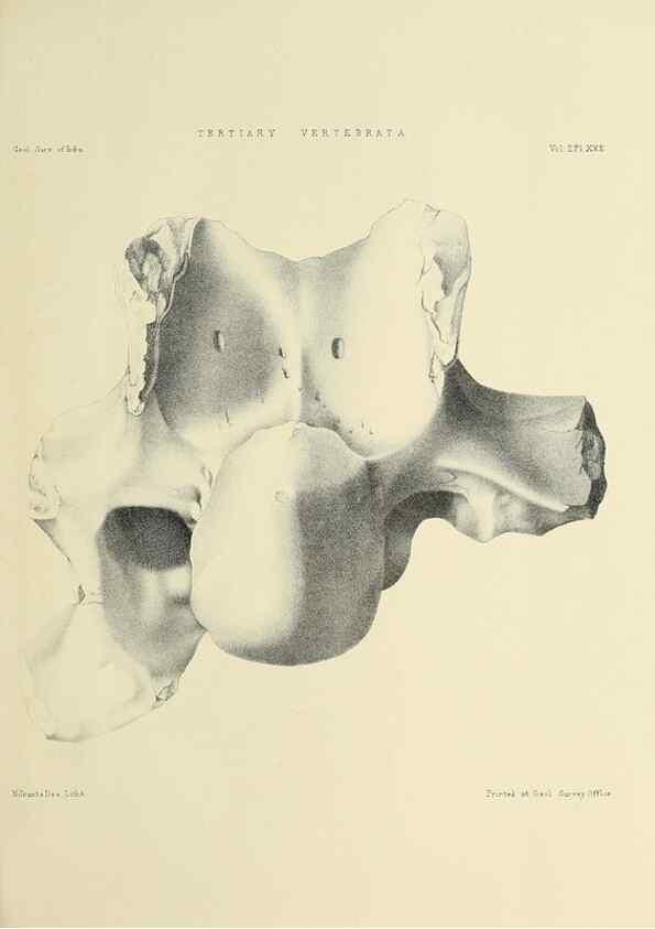 Reproducción/Reproduction 49498772892: Indian Tertiary and post Tertiary Vertebrata.. Calcutta :Geological Survey Office [etc., etc.],1874-1902.. 