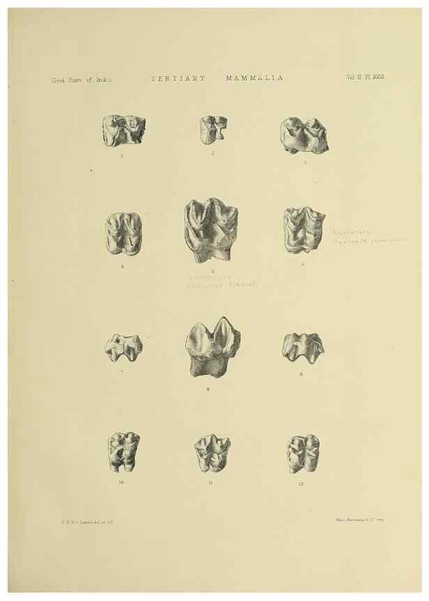 Reproducción/Reproduction 49498547656: Indian Tertiary and post Tertiary Vertebrata.. Calcutta :Geological Survey Office [etc., etc.],1874-1902.. 