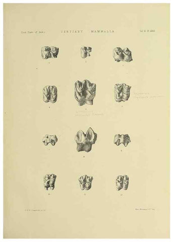 Reproducción/Reproduction 49498547656: Indian Tertiary and post Tertiary Vertebrata.. Calcutta :Geological Survey Office [etc., etc.],1874-1902.. 