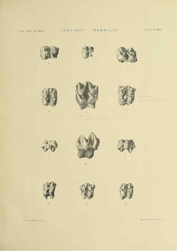 Reproducción/Reproduction 49498547656: Indian Tertiary and post Tertiary Vertebrata.. Calcutta :Geological Survey Office [etc., etc.],1874-1902.. 