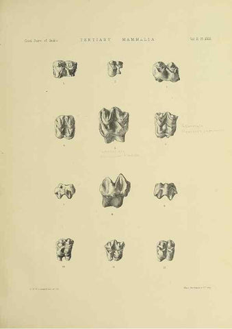 Reproducción/Reproduction 49498547656: Indian Tertiary and post Tertiary Vertebrata.. Calcutta :Geological Survey Office [etc., etc.],1874-1902.. 