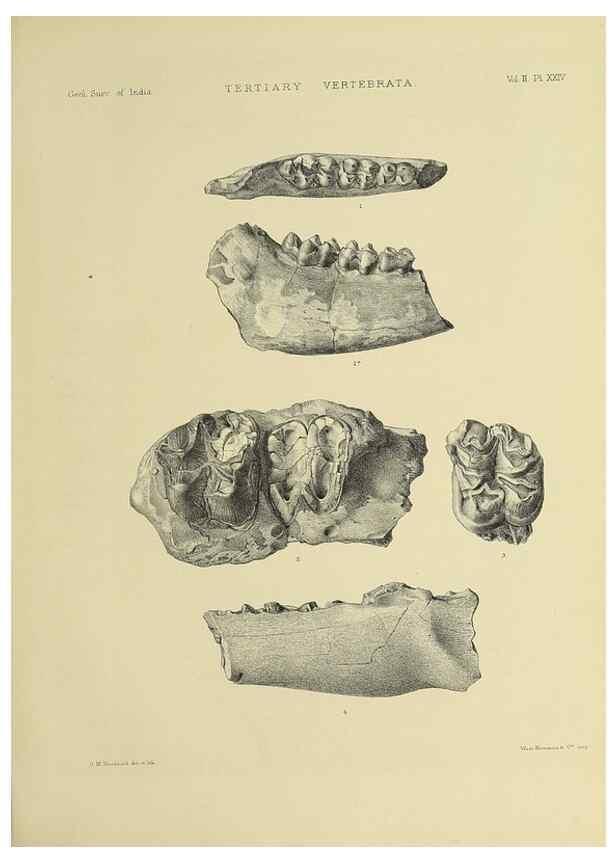 Reproducción/Reproduction 49498051088: Indian Tertiary and post Tertiary Vertebrata.. Calcutta :Geological Survey Office [etc., etc.],1874-1902.. 