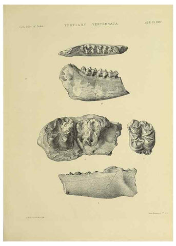 Reproducción/Reproduction 49498051088: Indian Tertiary and post Tertiary Vertebrata.. Calcutta :Geological Survey Office [etc., etc.],1874-1902.. 