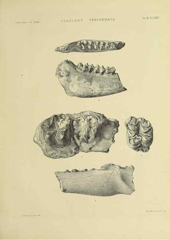 Reproducción/Reproduction 49498051088: Indian Tertiary and post Tertiary Vertebrata.. Calcutta :Geological Survey Office [etc., etc.],1874-1902.. 