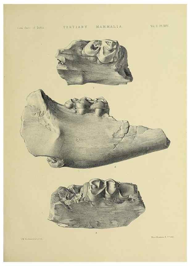 Reproducción/Reproduction 49498773987: Indian Tertiary and post Tertiary Vertebrata.. Calcutta :Geological Survey Office [etc., etc.],1874-1902.. 