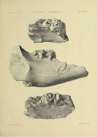 Reproducción/Reproduction 49498773987: Indian Tertiary and post Tertiary Vertebrata.. Calcutta :Geological Survey Office [etc., etc.],1874-1902.. 