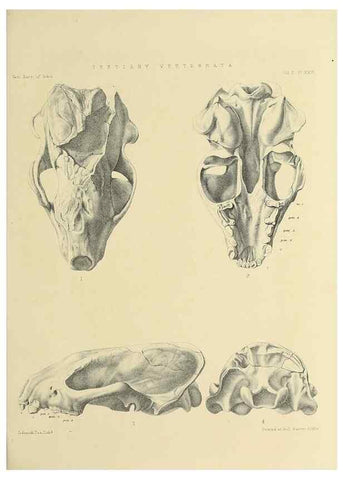 Reproducción/Reproduction 49498774332: Indian Tertiary and post Tertiary Vertebrata.. Calcutta :Geological Survey Office [etc., etc.],1874-1902.. 
