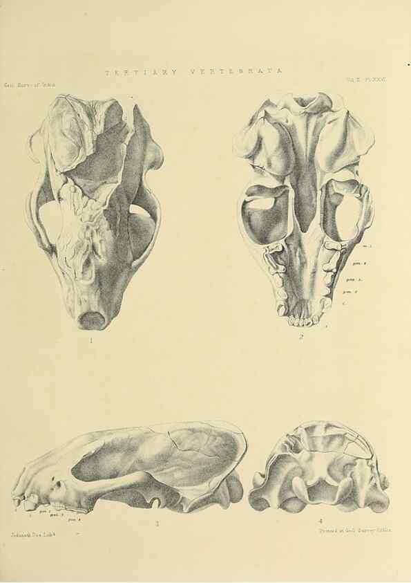 Reproducción/Reproduction 49498774332: Indian Tertiary and post Tertiary Vertebrata.. Calcutta :Geological Survey Office [etc., etc.],1874-1902.. 