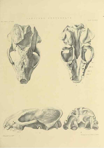 Reproducción/Reproduction 49498774332: Indian Tertiary and post Tertiary Vertebrata.. Calcutta :Geological Survey Office [etc., etc.],1874-1902.. 