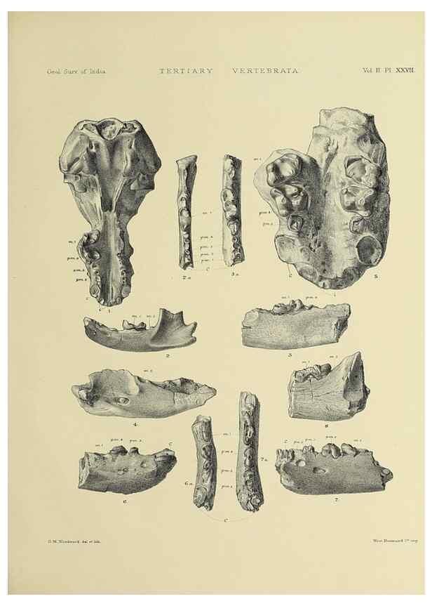 Reproducción/Reproduction 49498774667: Indian Tertiary and post Tertiary Vertebrata.. Calcutta :Geological Survey Office [etc., etc.],1874-1902.. 