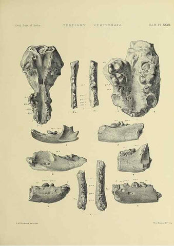 Reproducción/Reproduction 49498774667: Indian Tertiary and post Tertiary Vertebrata.. Calcutta :Geological Survey Office [etc., etc.],1874-1902.. 