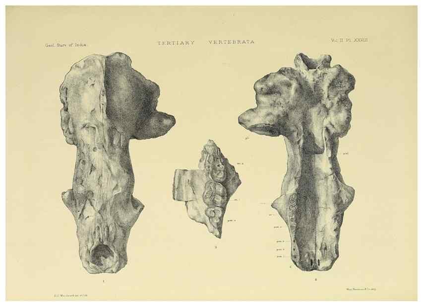 Reproducción/Reproduction 49498549491: Indian Tertiary and post Tertiary Vertebrata.. Calcutta :Geological Survey Office [etc., etc.],1874-1902.. 