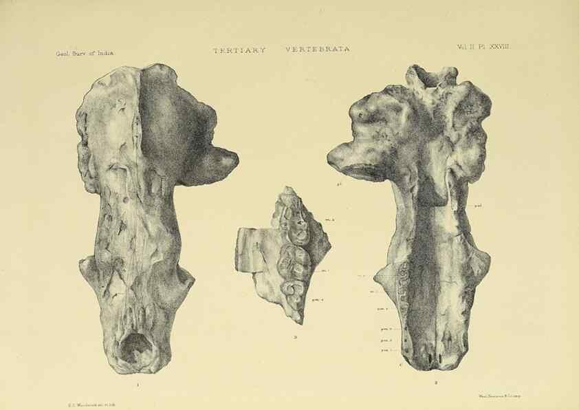 Reproducción/Reproduction 49498549491: Indian Tertiary and post Tertiary Vertebrata.. Calcutta :Geological Survey Office [etc., etc.],1874-1902.. 