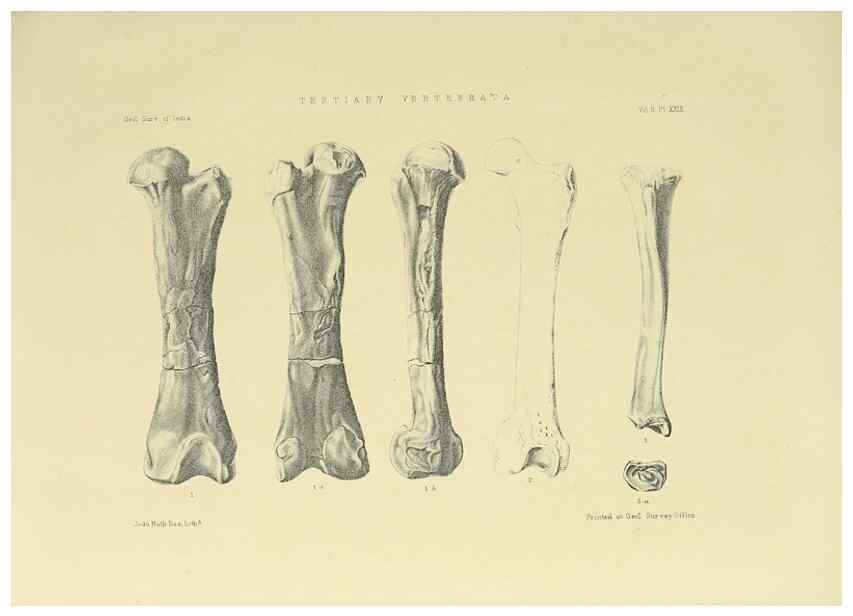 Reproducción/Reproduction 49498775492: Indian Tertiary and post Tertiary Vertebrata.. Calcutta :Geological Survey Office [etc., etc.],1874-1902.. 