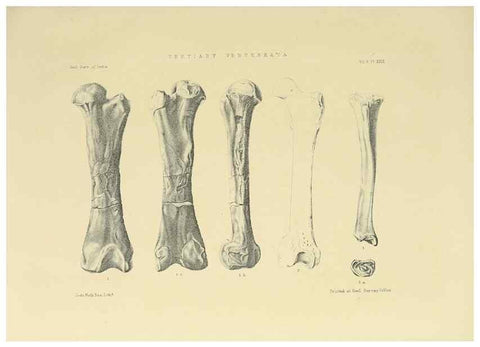 Reproducción/Reproduction 49498775492: Indian Tertiary and post Tertiary Vertebrata.. Calcutta :Geological Survey Office [etc., etc.],1874-1902.. 