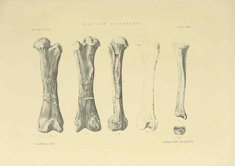 Reproducción/Reproduction 49498775492: Indian Tertiary and post Tertiary Vertebrata.. Calcutta :Geological Survey Office [etc., etc.],1874-1902.. 