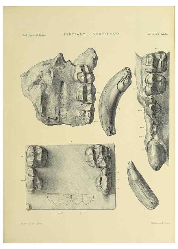 Reproducción/Reproduction 49498550381: Indian Tertiary and post Tertiary Vertebrata.. Calcutta :Geological Survey Office [etc., etc.],1874-1902.. 