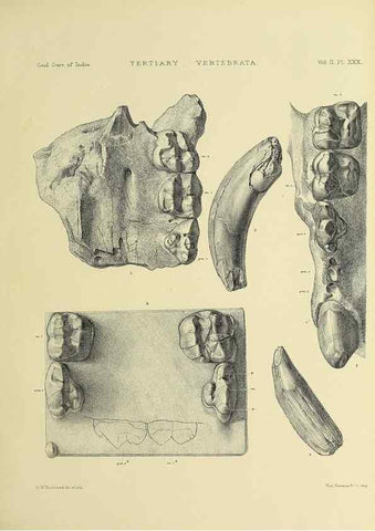 Reproducción/Reproduction 49498550381: Indian Tertiary and post Tertiary Vertebrata.. Calcutta :Geological Survey Office [etc., etc.],1874-1902.. 