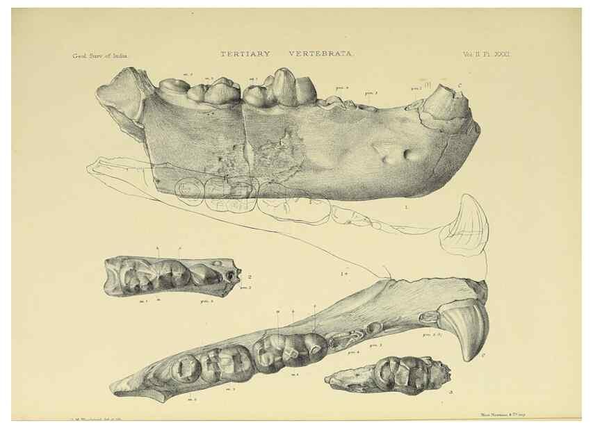 Reproducción/Reproduction 49498053843: Indian Tertiary and post Tertiary Vertebrata.. Calcutta :Geological Survey Office [etc., etc.],1874-1902.. 