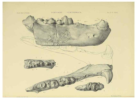 Reproducción/Reproduction 49498053843: Indian Tertiary and post Tertiary Vertebrata.. Calcutta :Geological Survey Office [etc., etc.],1874-1902.. 