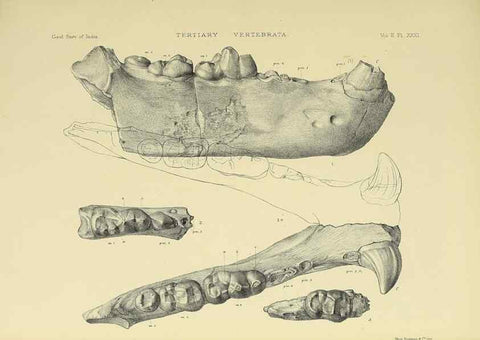 Reproducción/Reproduction 49498053843: Indian Tertiary and post Tertiary Vertebrata.. Calcutta :Geological Survey Office [etc., etc.],1874-1902.. 