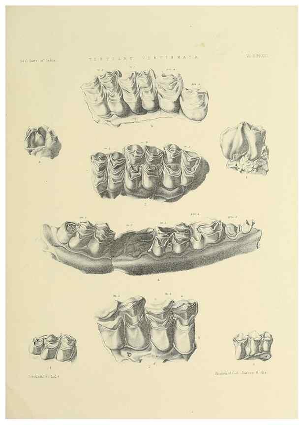 Reproducción/Reproduction 49498545006: Indian Tertiary and post Tertiary Vertebrata.. Calcutta :Geological Survey Office [etc., etc.],1874-1902.. 