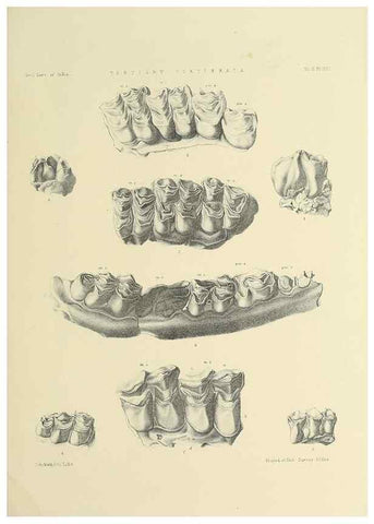 Reproducción/Reproduction 49498545006: Indian Tertiary and post Tertiary Vertebrata.. Calcutta :Geological Survey Office [etc., etc.],1874-1902.. 