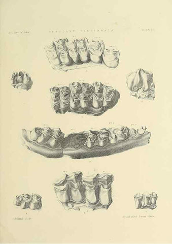 Reproducción/Reproduction 49498545006: Indian Tertiary and post Tertiary Vertebrata.. Calcutta :Geological Survey Office [etc., etc.],1874-1902.. 