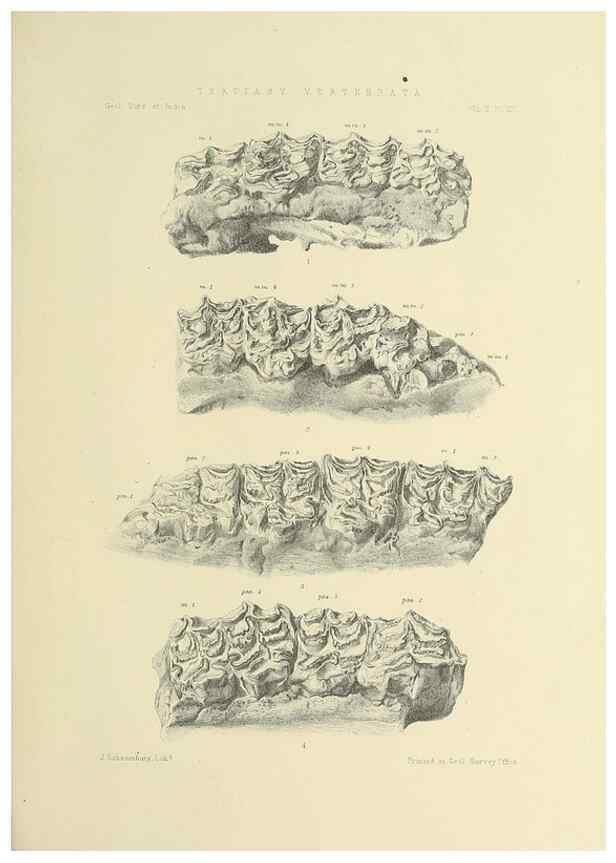 Reproducción/Reproduction 49498047428: Indian Tertiary and post Tertiary Vertebrata.. Calcutta :Geological Survey Office [etc., etc.],1874-1902.. 