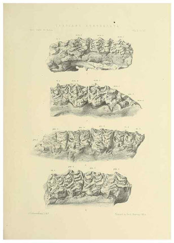 Reproducción/Reproduction 49498047428: Indian Tertiary and post Tertiary Vertebrata.. Calcutta :Geological Survey Office [etc., etc.],1874-1902.. 