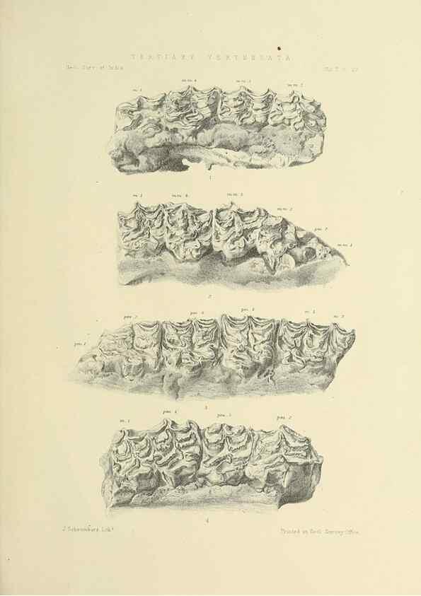 Reproducción/Reproduction 49498047428: Indian Tertiary and post Tertiary Vertebrata.. Calcutta :Geological Survey Office [etc., etc.],1874-1902.. 