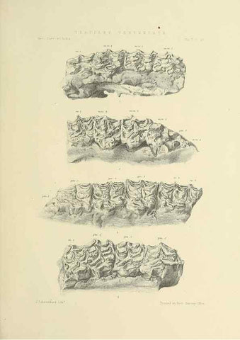 Reproducción/Reproduction 49498047428: Indian Tertiary and post Tertiary Vertebrata.. Calcutta :Geological Survey Office [etc., etc.],1874-1902.. 