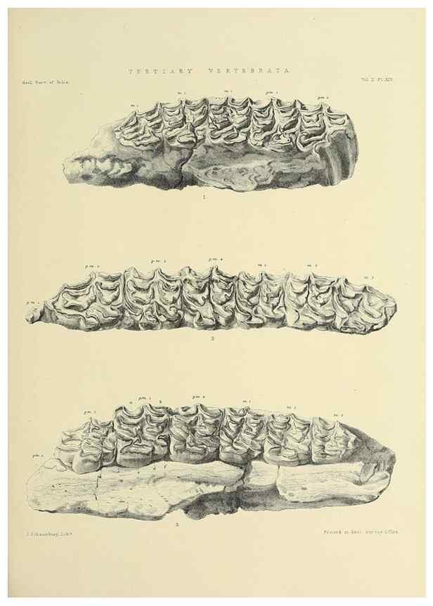 Reproducción/Reproduction 49498046963: Indian Tertiary and post Tertiary Vertebrata.. Calcutta :Geological Survey Office [etc., etc.],1874-1902.. 