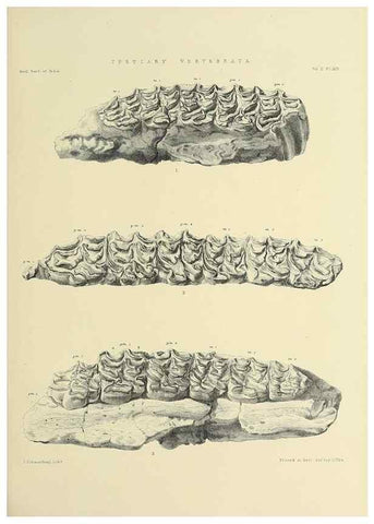 Reproducción/Reproduction 49498046963: Indian Tertiary and post Tertiary Vertebrata.. Calcutta :Geological Survey Office [etc., etc.],1874-1902.. 