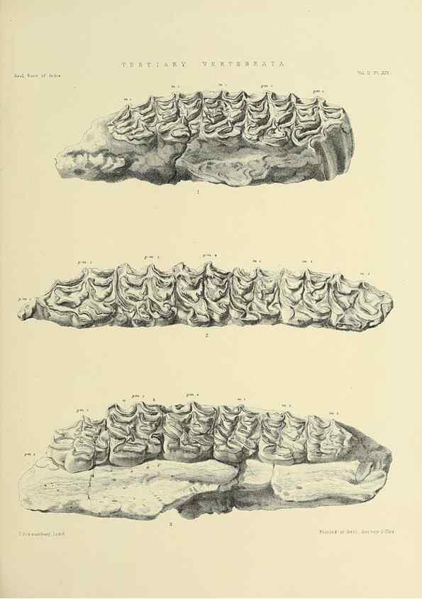 Reproducción/Reproduction 49498046963: Indian Tertiary and post Tertiary Vertebrata.. Calcutta :Geological Survey Office [etc., etc.],1874-1902.. 