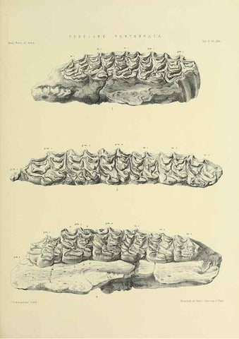 Reproducción/Reproduction 49498046963: Indian Tertiary and post Tertiary Vertebrata.. Calcutta :Geological Survey Office [etc., etc.],1874-1902.. 