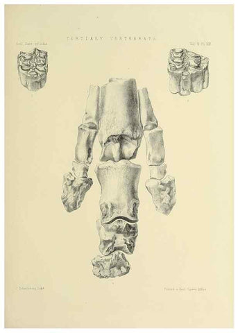 Reproducción/Reproduction 49498769047: Indian Tertiary and post Tertiary Vertebrata.. Calcutta :Geological Survey Office [etc., etc.],1874-1902.. 
