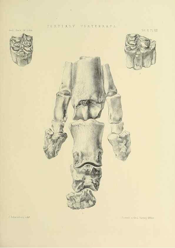 Reproducción/Reproduction 49498769047: Indian Tertiary and post Tertiary Vertebrata.. Calcutta :Geological Survey Office [etc., etc.],1874-1902.. 
