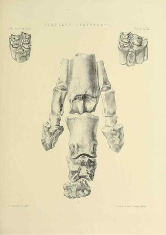 Reproducción/Reproduction 49498769047: Indian Tertiary and post Tertiary Vertebrata.. Calcutta :Geological Survey Office [etc., etc.],1874-1902.. 