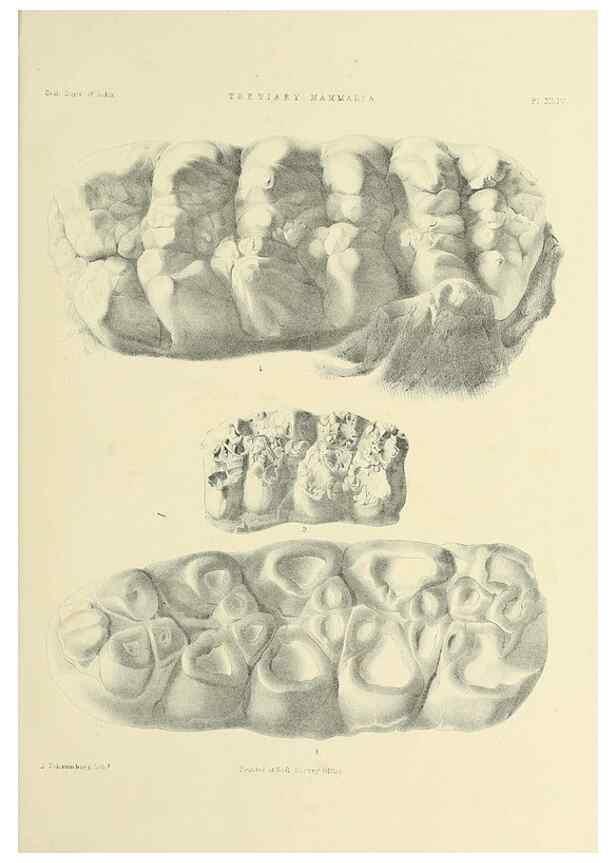 Reproducción/Reproduction 49497982363: Indian Tertiary and post Tertiary Vertebrata.. Calcutta :Geological Survey Office [etc., etc.],1874-1902.. 