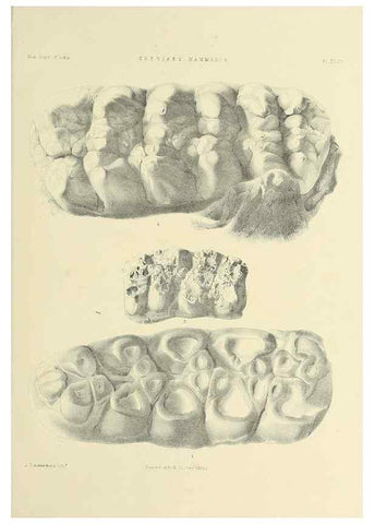 Reproducción/Reproduction 49497982363: Indian Tertiary and post Tertiary Vertebrata.. Calcutta :Geological Survey Office [etc., etc.],1874-1902.. 