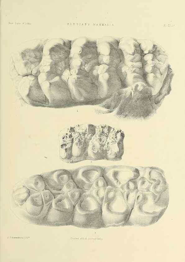 Reproducción/Reproduction 49497982363: Indian Tertiary and post Tertiary Vertebrata.. Calcutta :Geological Survey Office [etc., etc.],1874-1902.. 