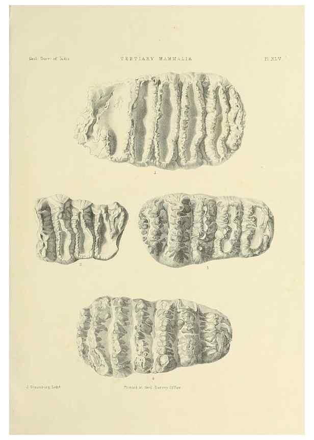 Reproducción/Reproduction 49498704837: Indian Tertiary and post Tertiary Vertebrata.. Calcutta :Geological Survey Office [etc., etc.],1874-1902.. 