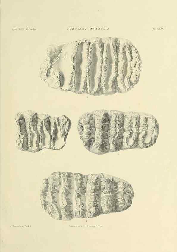 Reproducción/Reproduction 49498704837: Indian Tertiary and post Tertiary Vertebrata.. Calcutta :Geological Survey Office [etc., etc.],1874-1902.. 