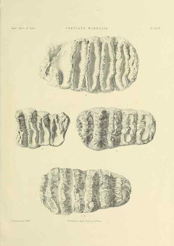 Reproducción/Reproduction 49498704837: Indian Tertiary and post Tertiary Vertebrata.. Calcutta :Geological Survey Office [etc., etc.],1874-1902.. 