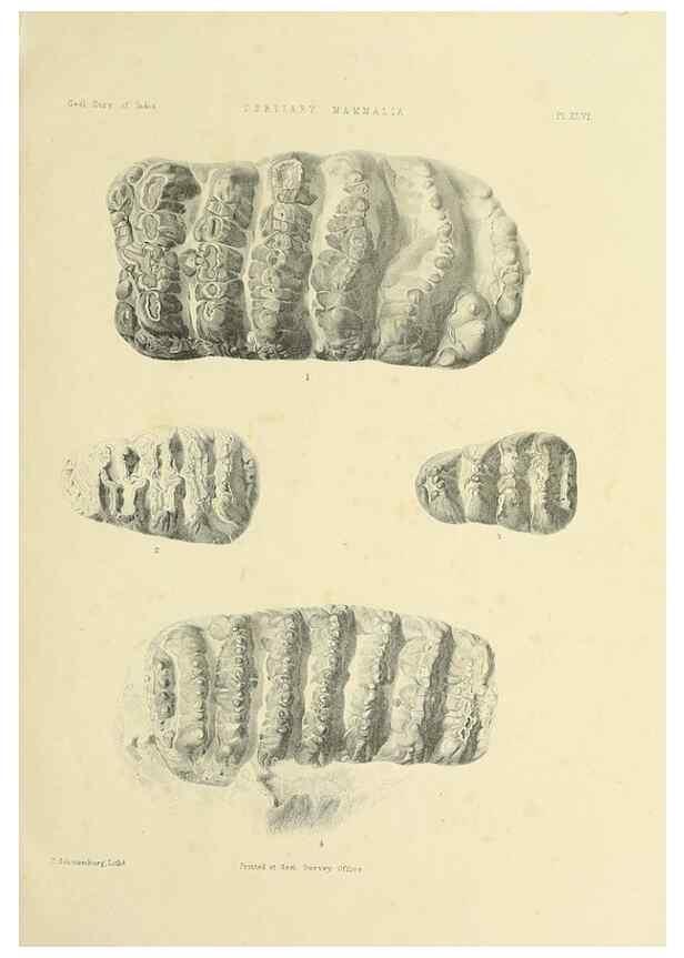Reproducción/Reproduction 49498479536: Indian Tertiary and post Tertiary Vertebrata.. Calcutta :Geological Survey Office [etc., etc.],1874-1902.. 